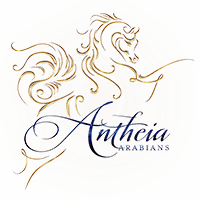 Antheia Arabians Logo